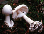 Amanite_vireuse3