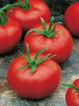 tomates montfavet