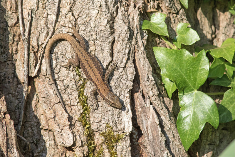 lézard solei tronc écorce 170721