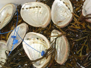 ormeau_coquille