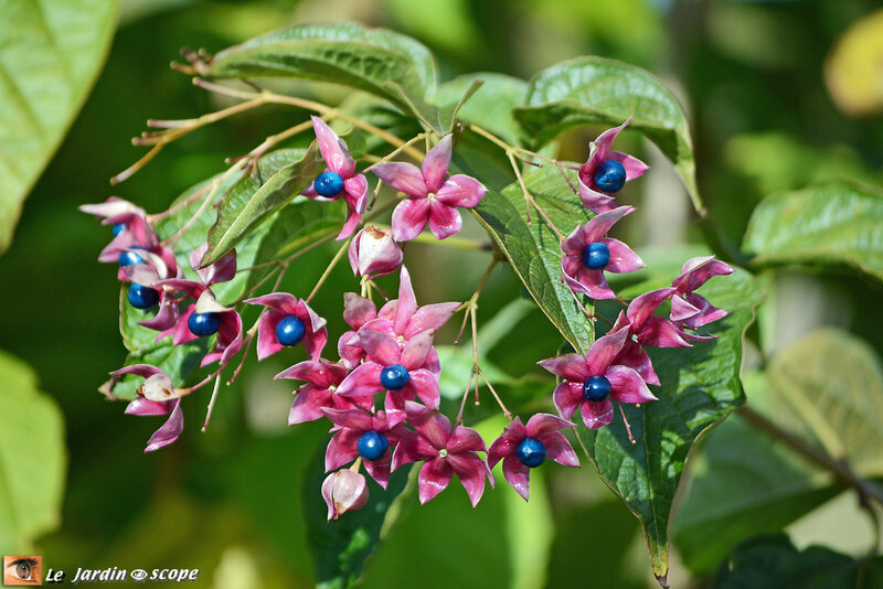 Clerodendron_Trichotomum