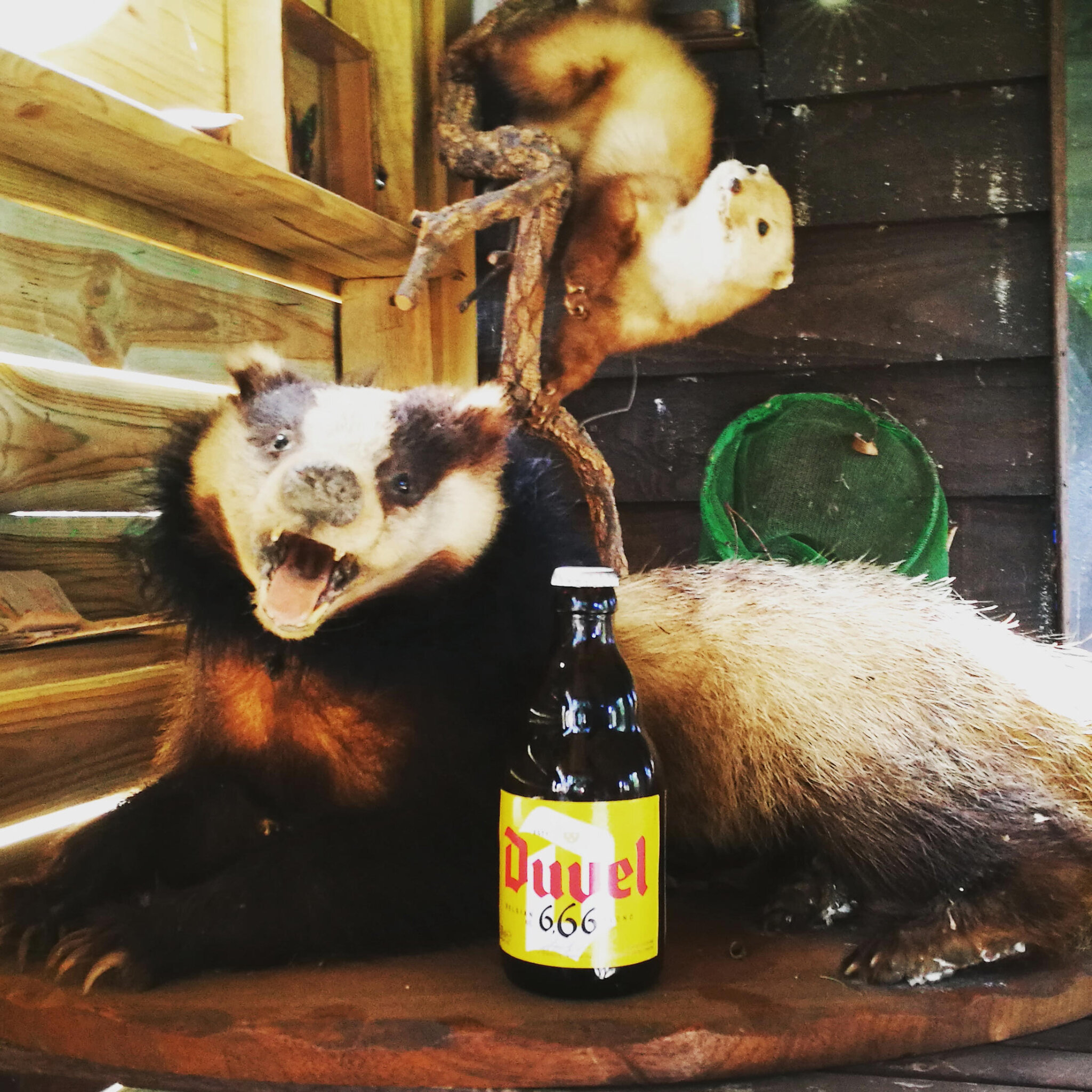 Duvel et la bête