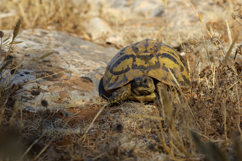 Testudo hermanni