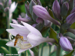 Hosta_syrphe_et_fleur