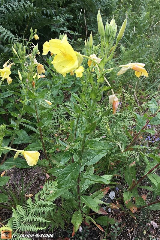 Onagre-bisannuelle-1