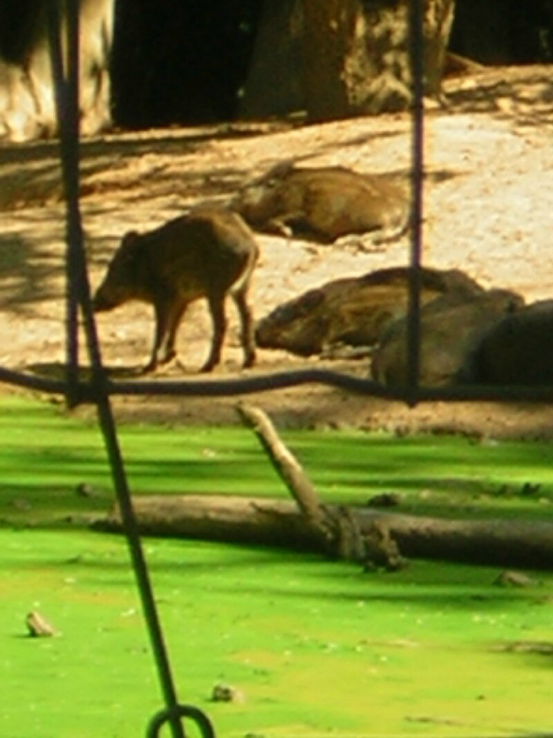 parc sanglier 08 2013 (2)