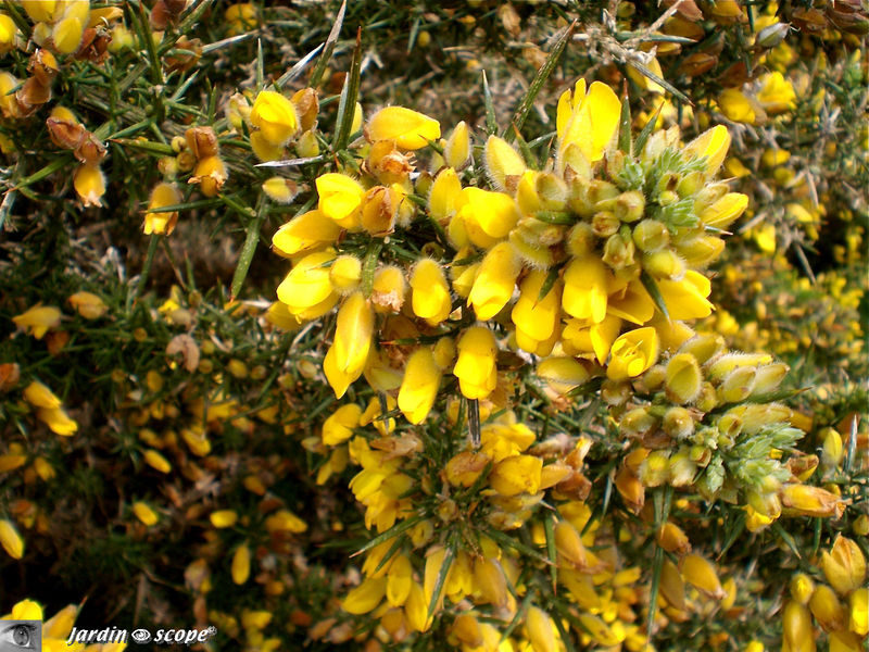 Ulex-europaeus • Ajonc