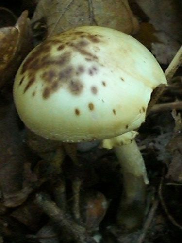 A identifier ?