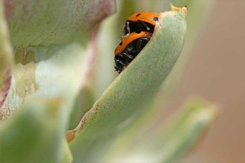macro coccinelles accoupl 200623
