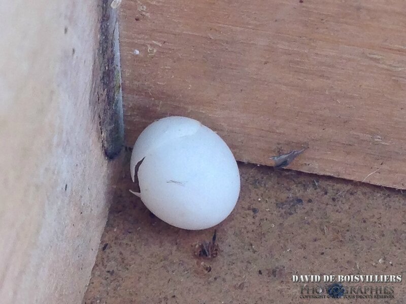 Oeuf de Margouillat ou Gecko - Île de la Réunion