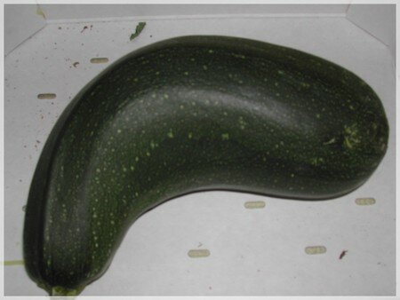blog_courgette