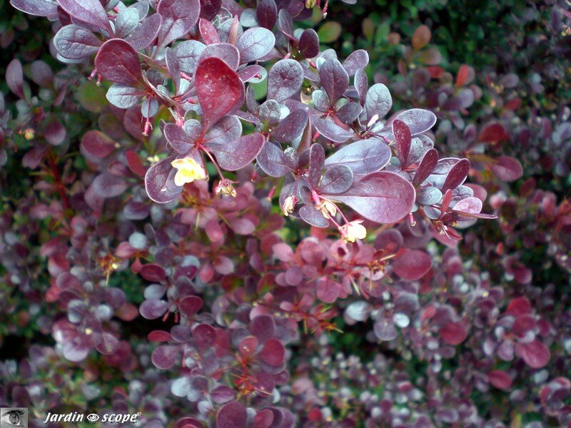 Berberis purpurea