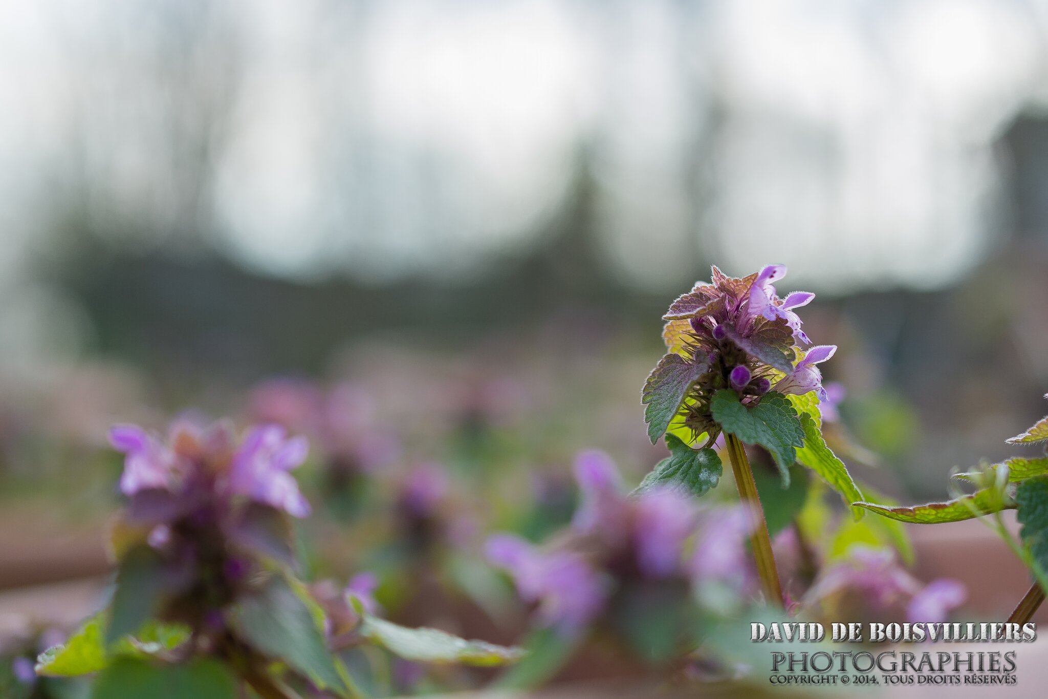 2015-03-22_DSC_2746_NIKON D7100_ISO 500_40 mm_40