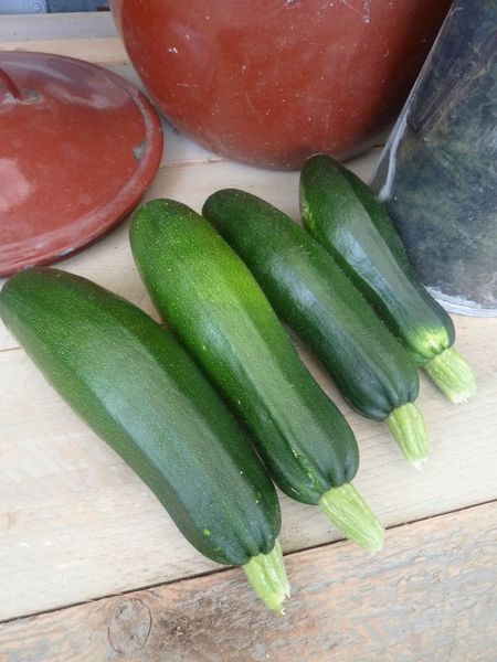 11-1ères courgettes (2)