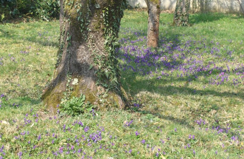 jardin_19_mars_2015_tapis_de_violettes
