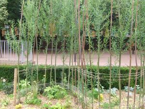 bambou déco