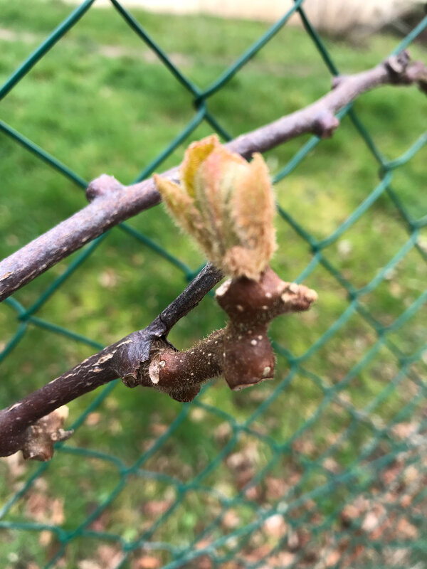 bourgeon de kiwi à la fin de l'hiver