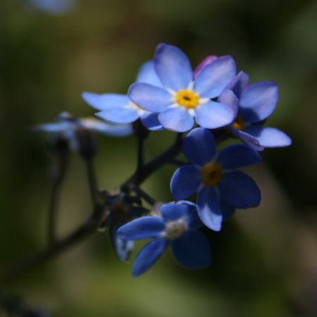 fleurs_bleues