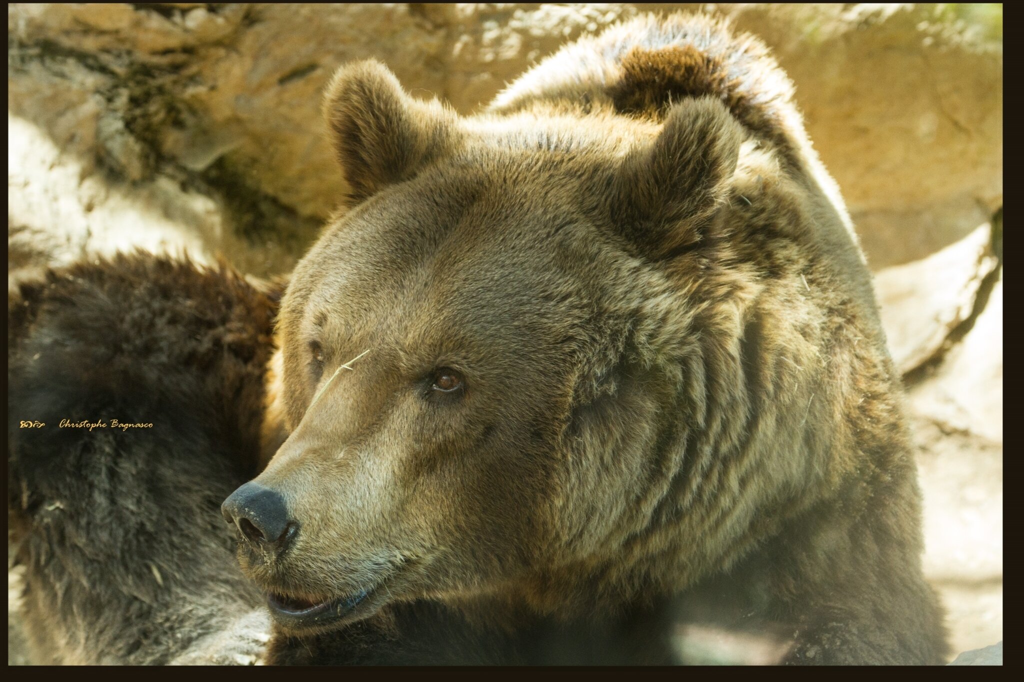 Nounours