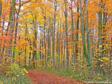 chemin_foret_arbres_automne