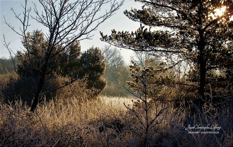 brume et gel paysages dec 2007 (16)
