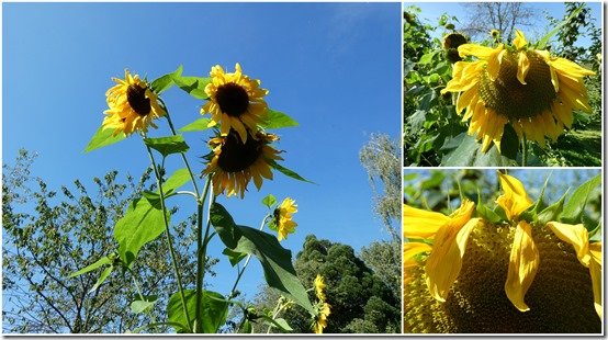 jardin 2 septembre 2023
