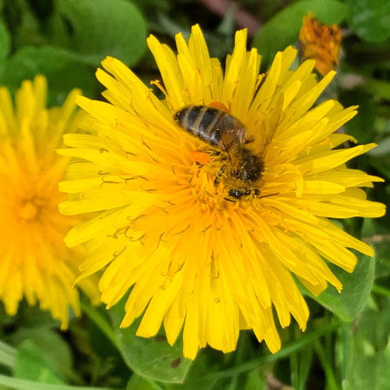 beeday abeille