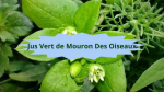 11 MOURON BLANCJus vert