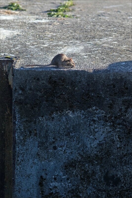ville rats matin 061117 5