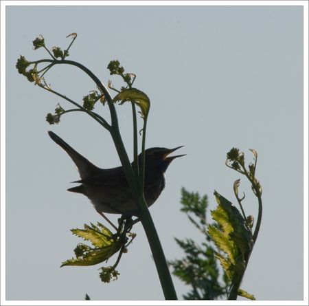 MP_Aiguillon_GB_contrejour_chant_180409