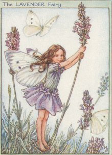 Lavender