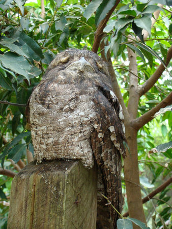 19_oct_09___Cairns__zoo__73_