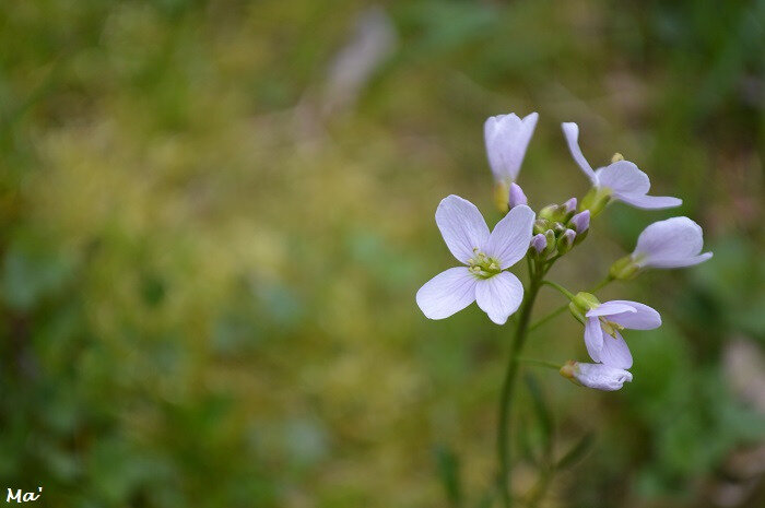 180402_bois_des_Naix_8