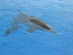 MARINELAND_CP