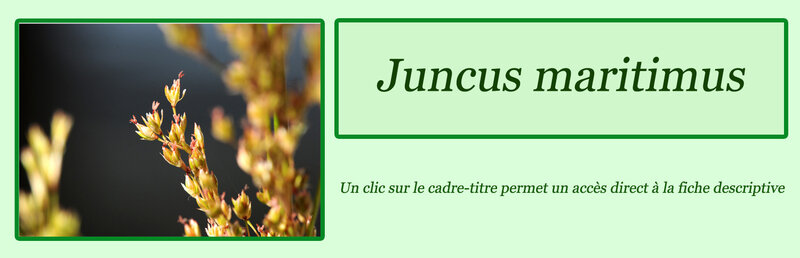Juncus maritimus