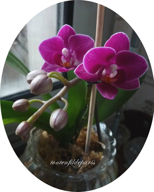 201401 orchidée3