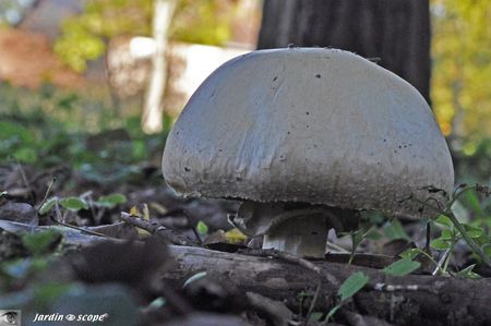Agaricus--xanthoderma