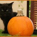 Envie d' un petit chat <b>noir</b> pour Halloween ?