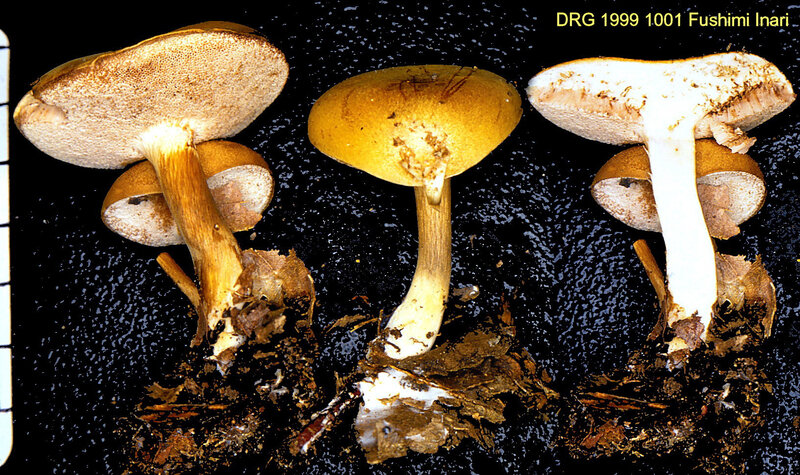 Tylopilus fumosipes 1999 1001_mont