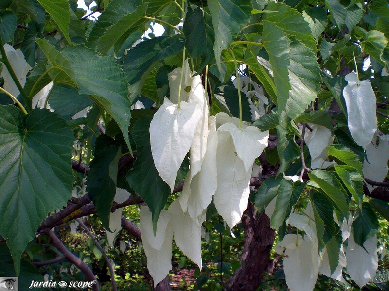 Arbre aux mouchoirs - Davidia involucrata