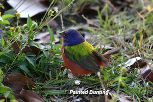 37___painted_bunting