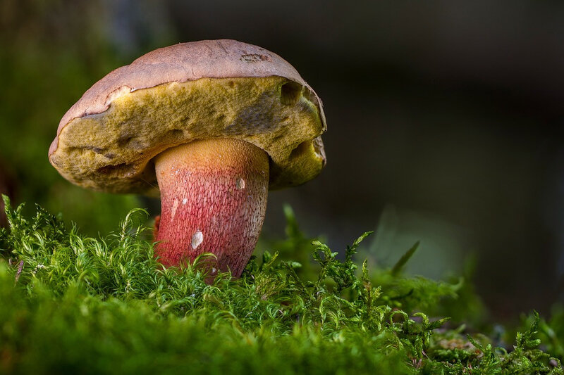 Beautiful-Foot-Boletus-Rac-Boletus-Calopus-Mushroom-2586702