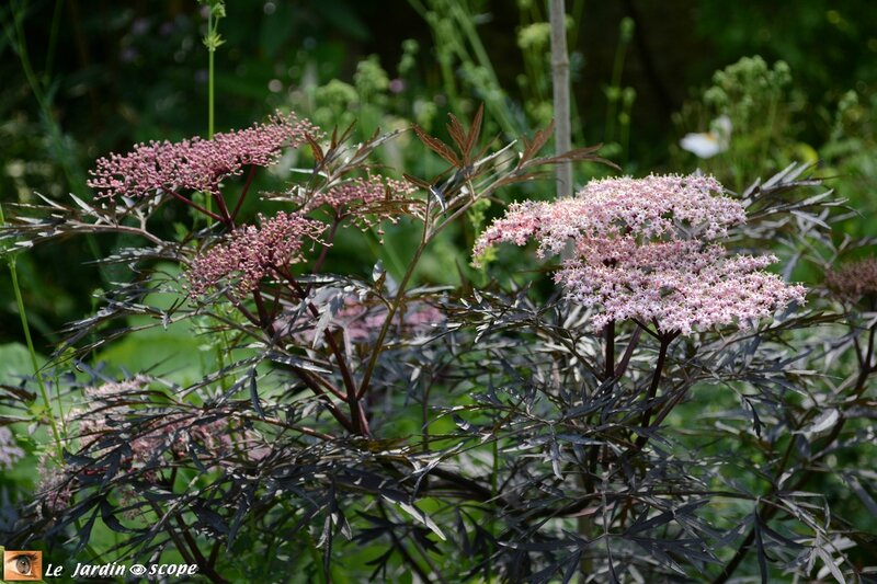 0132-Sambucus-nigra-Black-Lace