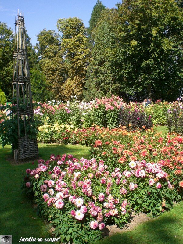 Tableau de dahlias
