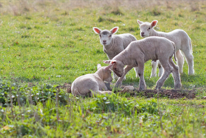 Lignac mars 2019 ym moutons 2