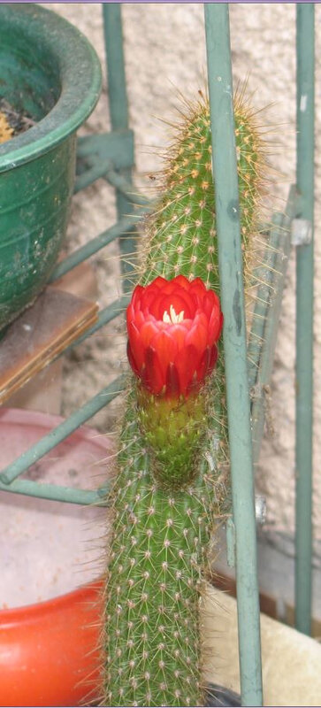 fleur cactus