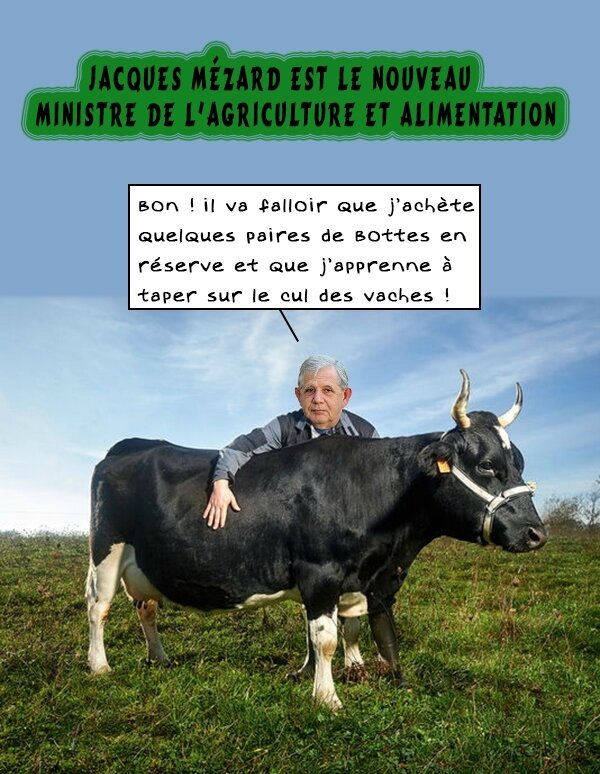 mezard-vache-agriculture