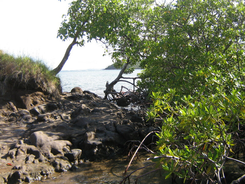 Mangrove-Dubuc