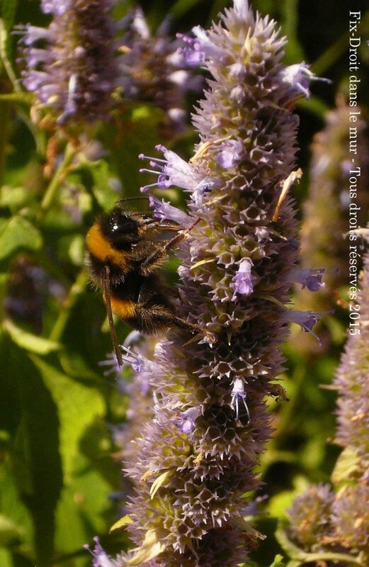 Bourdon 2