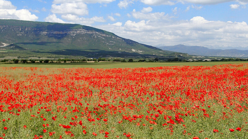 Gentils coquelicots